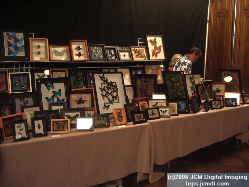 Los Angeles Natural History Museum insect fair 2006