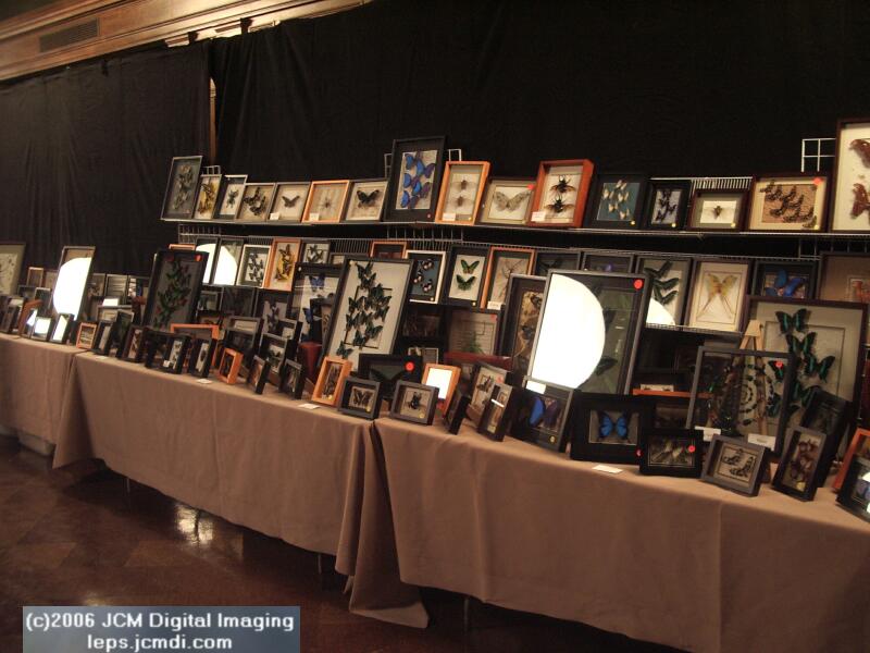 Los Angeles Natural History Museum insect fair 2006