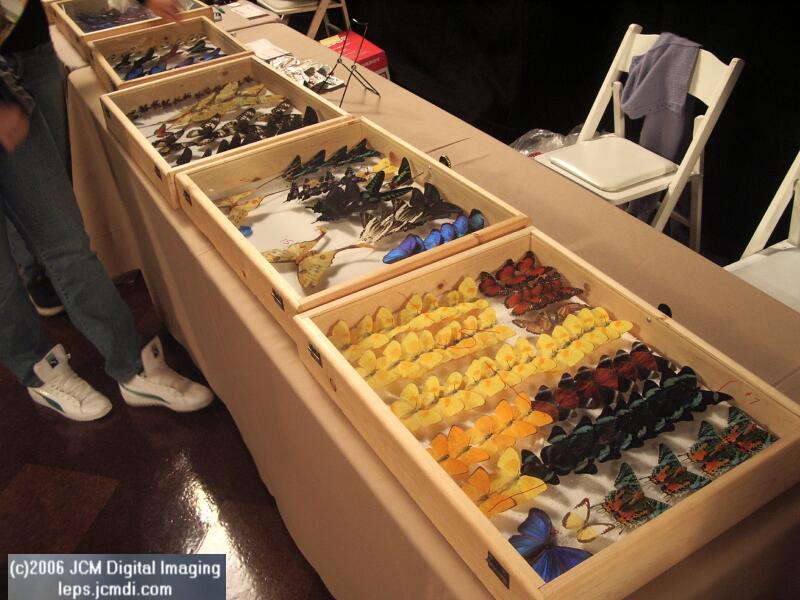 Los Angeles Natural History Museum insect fair 2006