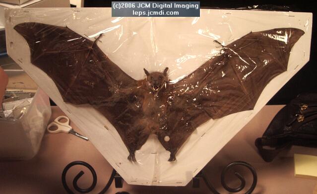 Los Angeles Natural History Museum insect fair 2006