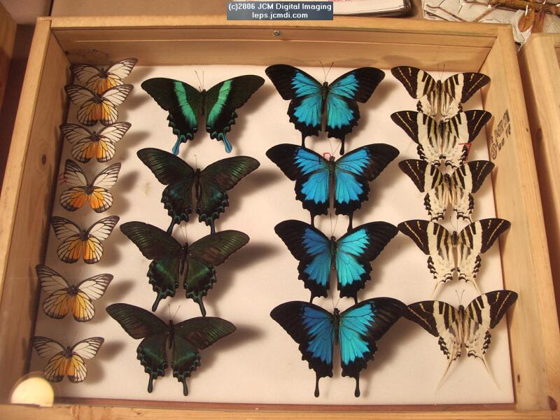 Los Angeles Natural History Museum insect fair 2006