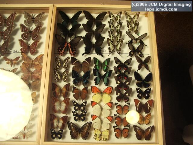 Los Angeles Natural History Museum insect fair 2006