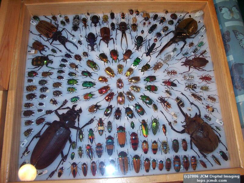 Los Angeles Natural History Museum insect fair 2006