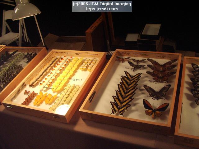 Los Angeles Natural History Museum insect fair 2006
