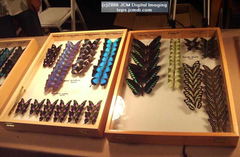 Los Angeles Natural History Museum insect fair 2006