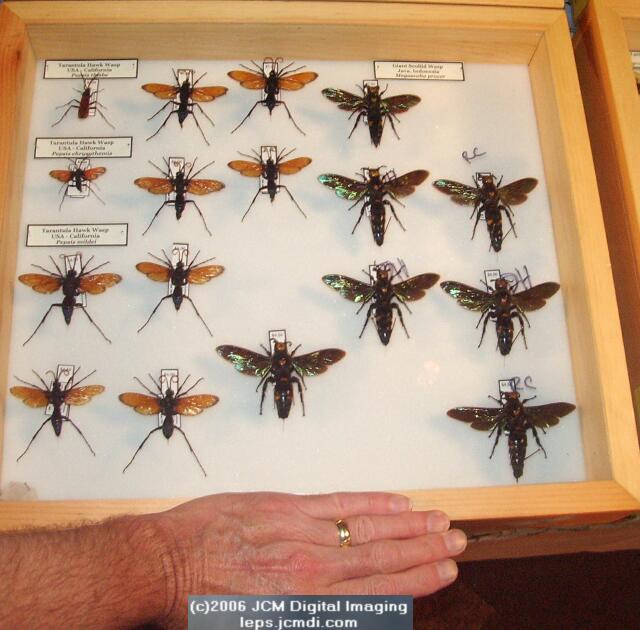 Los Angeles Natural History Museum insect fair 2006