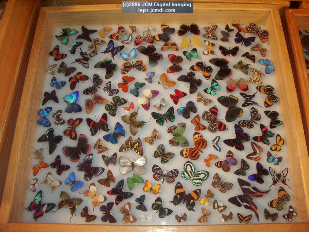 Los Angeles Natural History Museum insect fair 2006