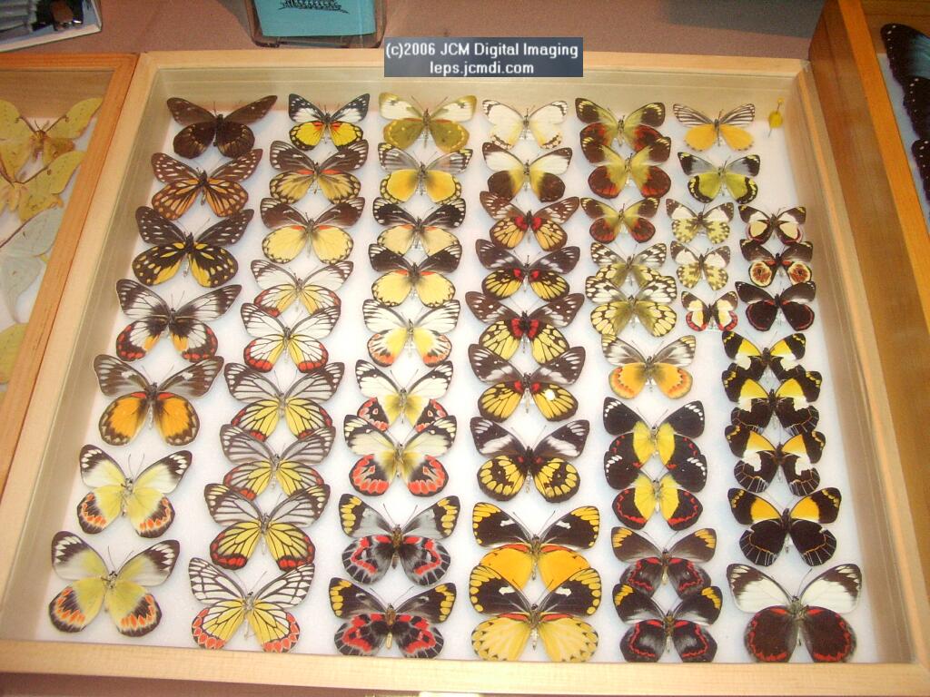 Los Angeles Natural History Museum insect fair 2006