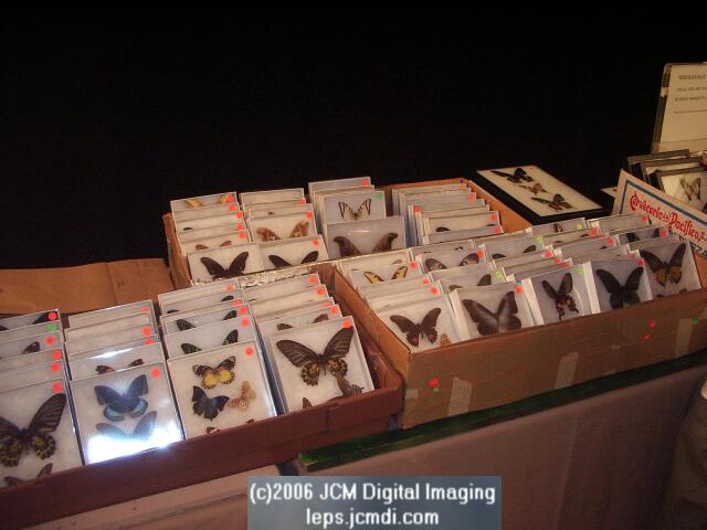 Los Angeles Natural History Museum insect fair 2006