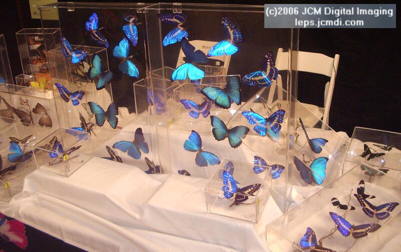 Los Angeles Natural History Museum insect fair 2006