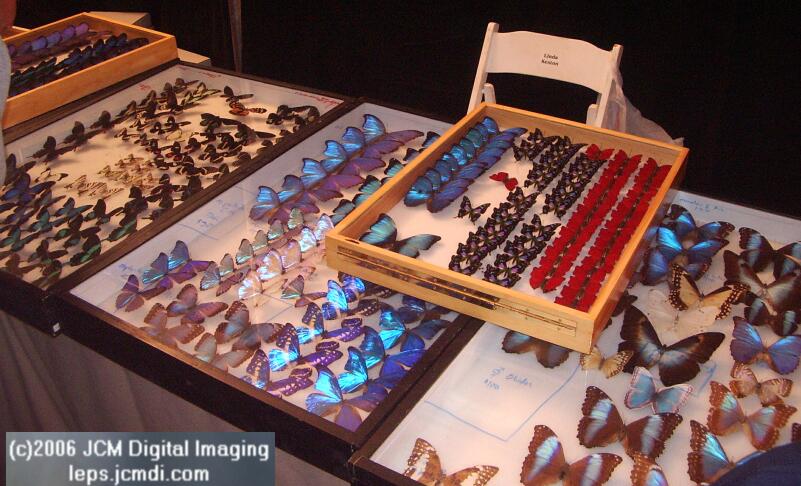 Los Angeles Natural History Museum insect fair 2006