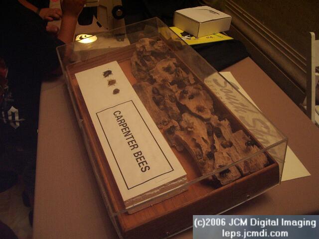 Los Angeles Natural History Museum insect fair 2006