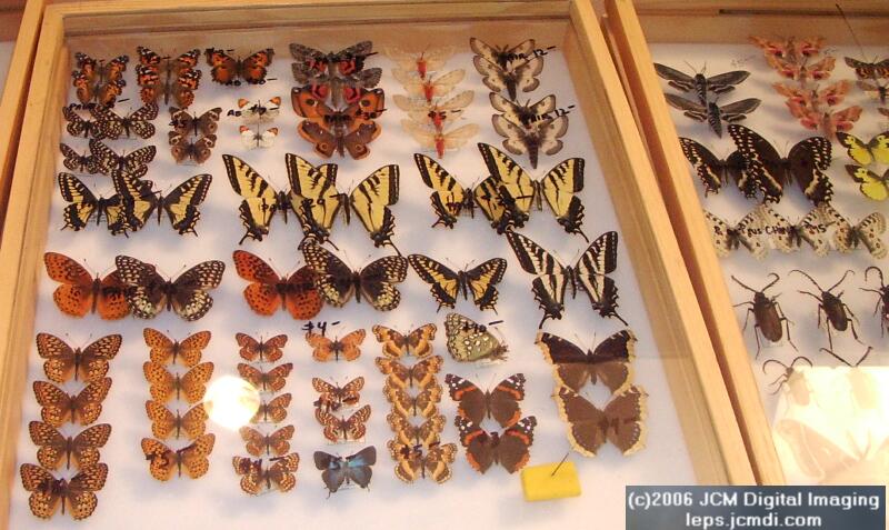 Los Angeles Natural History Museum insect fair 2006