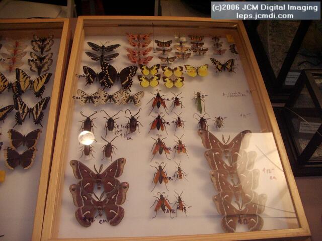 Los Angeles Natural History Museum insect fair 2006
