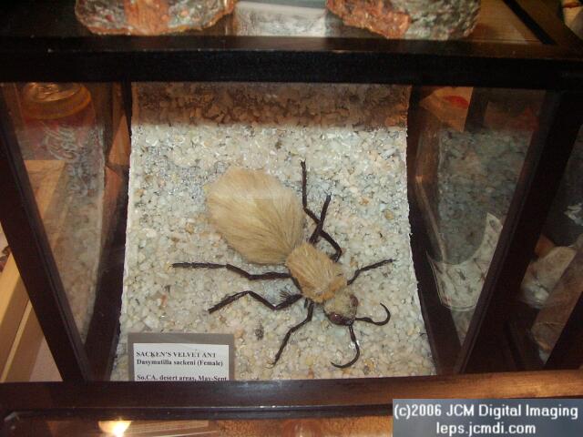 Los Angeles Natural History Museum insect fair 2006