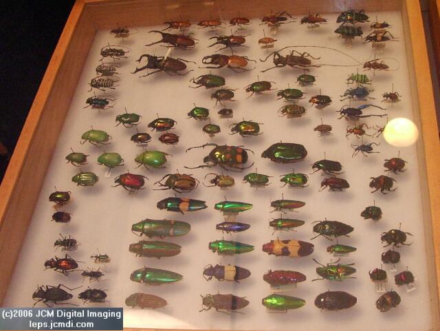 Los Angeles Natural History Museum insect fair 2006