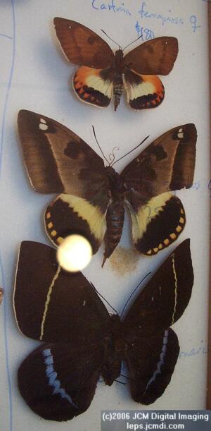 Los Angeles Natural History Museum insect fair 2006