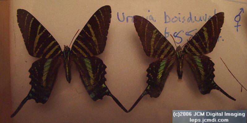 Los Angeles Natural History Museum insect fair 2006