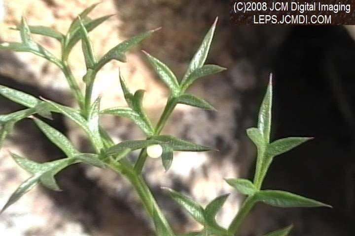 Papilio indra fordi collection trip, terrain, and desert adventure