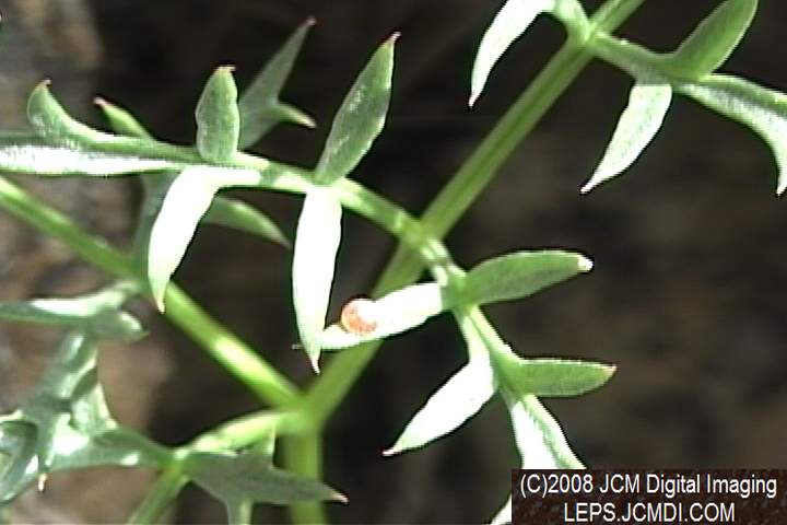 Papilio indra fordi collection trip, terrain, and desert adventure