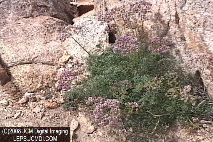 Papilio indra fordi collection trip, terrain, and desert adventure