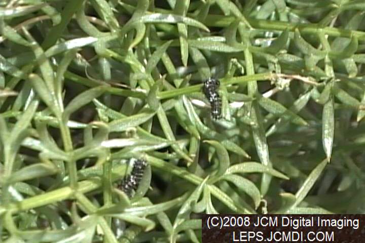 Papilio indra fordi collection trip, terrain, and desert adventure