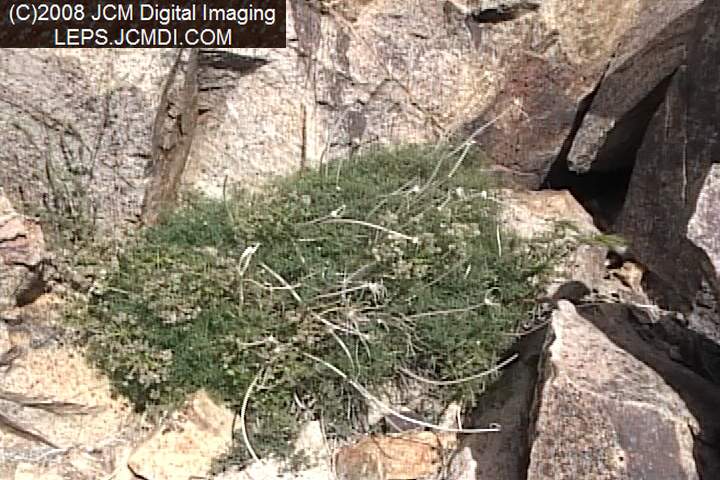 Papilio indra fordi collection trip, terrain, and desert adventure