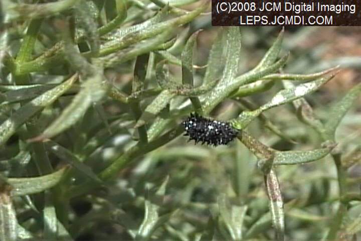 Papilio indra fordi collection trip, terrain, and desert adventure