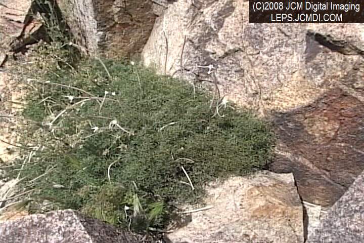 Papilio indra fordi collection trip, terrain, and desert adventure