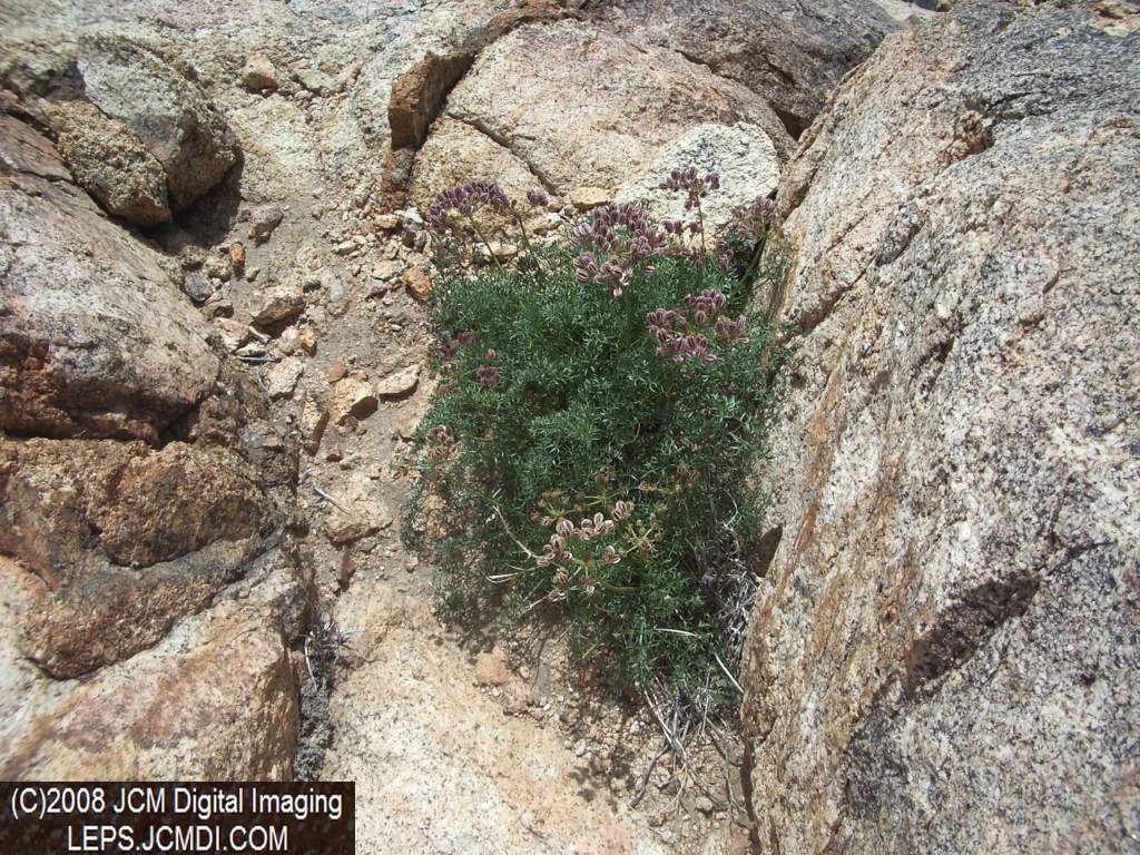 Papilio indra fordi collection trip, terrain, and desert adventure