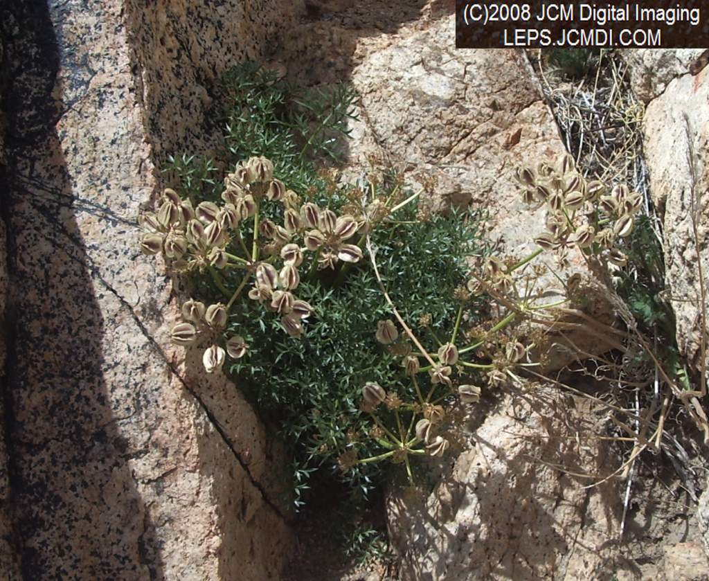 Papilio indra fordi collection trip, terrain, and desert adventure