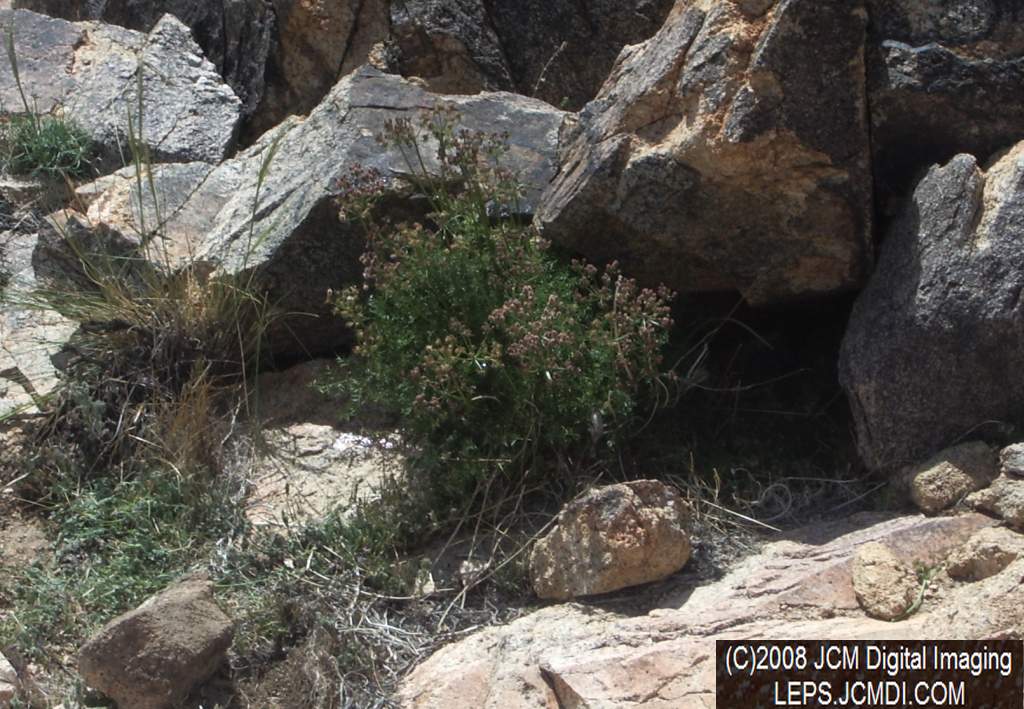 Papilio indra fordi collection trip, terrain, and desert adventure