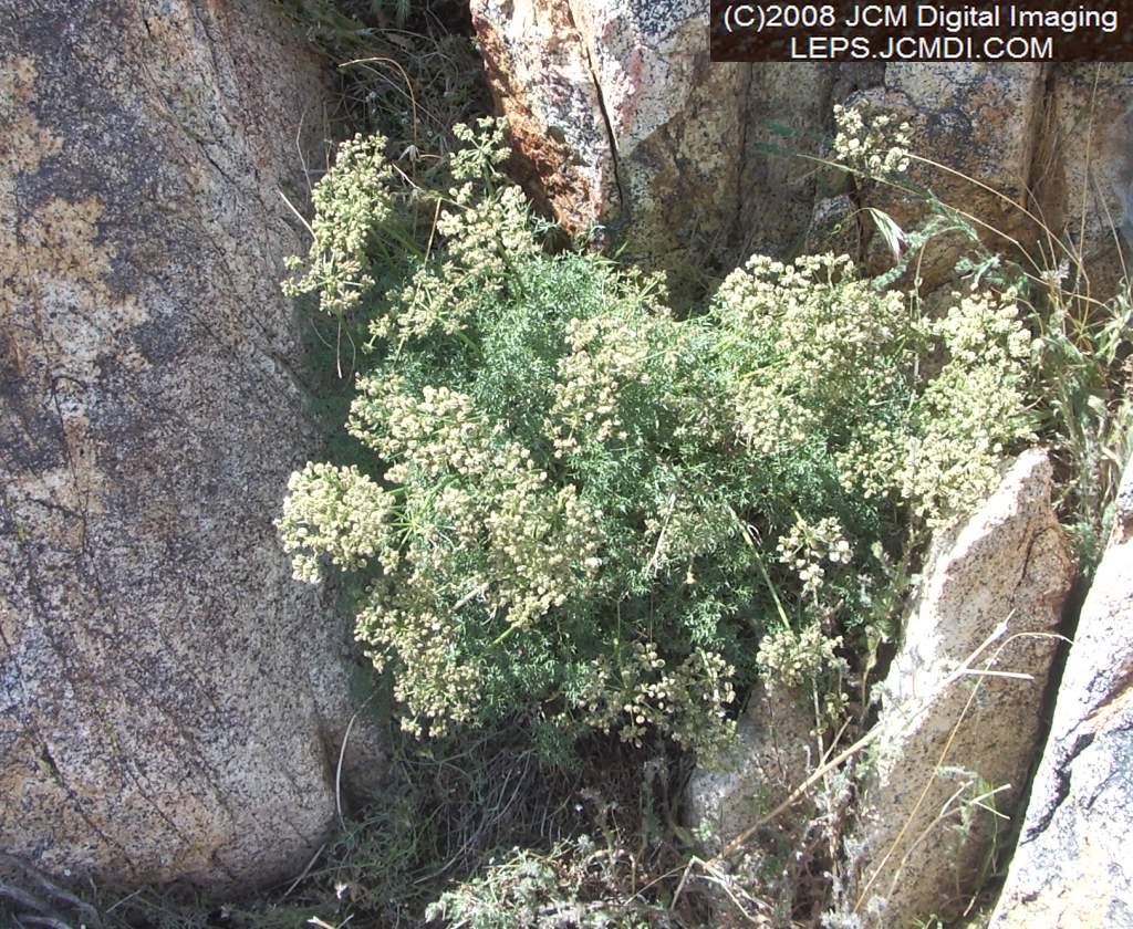 Papilio indra fordi collection trip, terrain, and desert adventure
