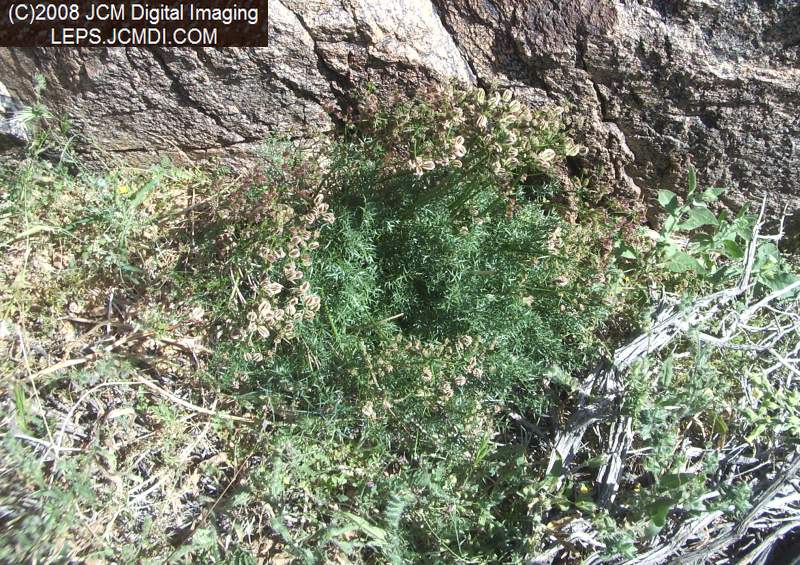 Papilio indra fordi collection trip, terrain, and desert adventure