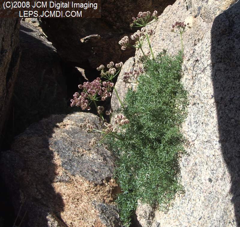 Papilio indra fordi collection trip, terrain, and desert adventure