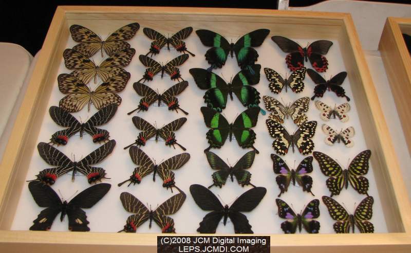 Los Angeles Natural History Museum insect fair 2008