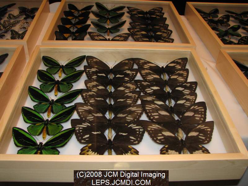 Los Angeles Natural History Museum insect fair 2008