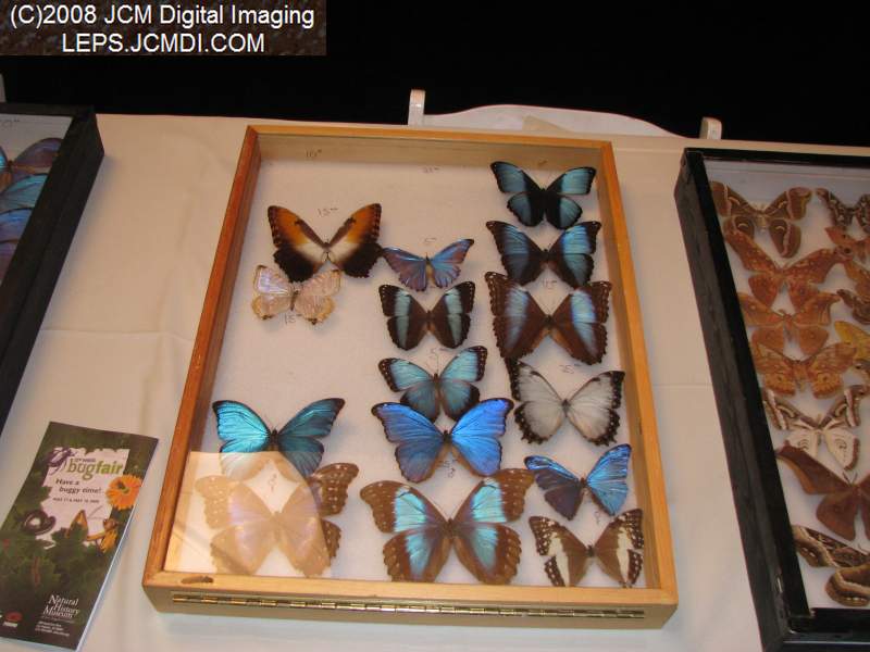 Los Angeles Natural History Museum insect fair 2008