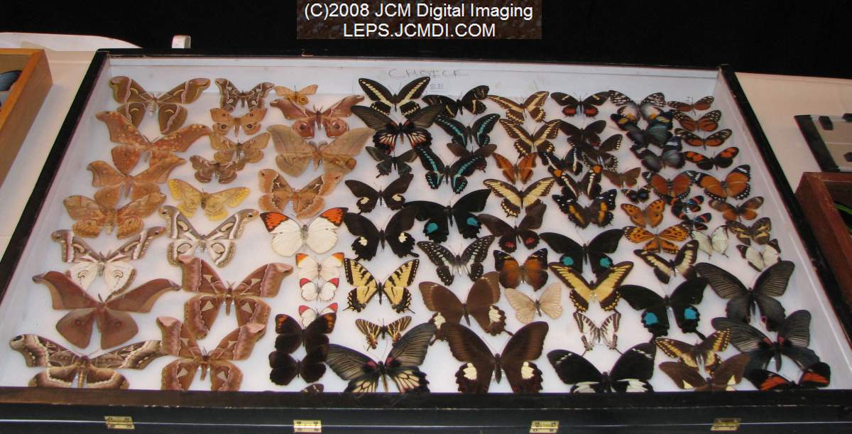 Los Angeles Natural History Museum insect fair 2008