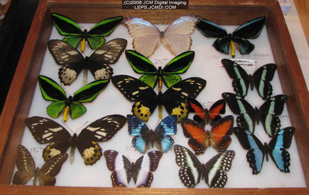 Los Angeles Natural History Museum insect fair 2008