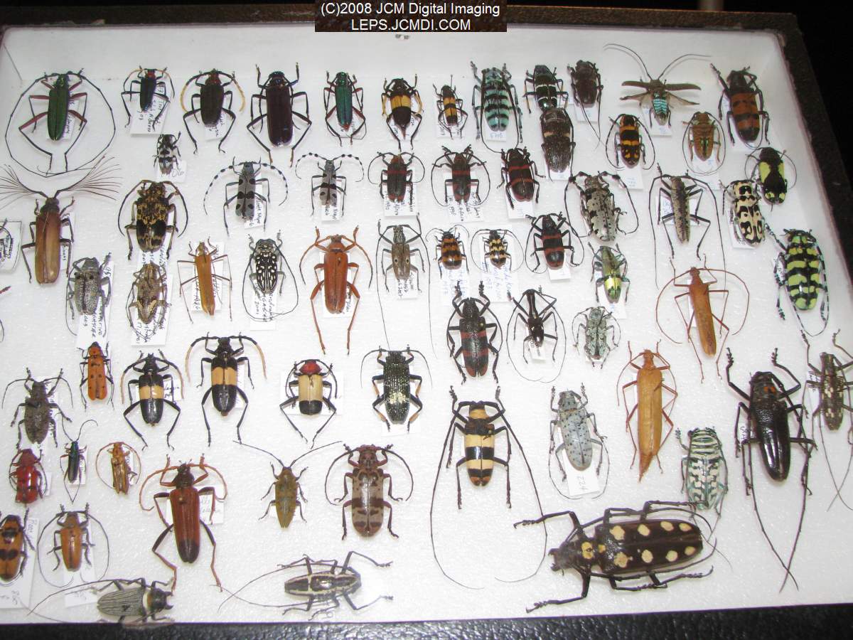 Los Angeles Natural History Museum insect fair 2008