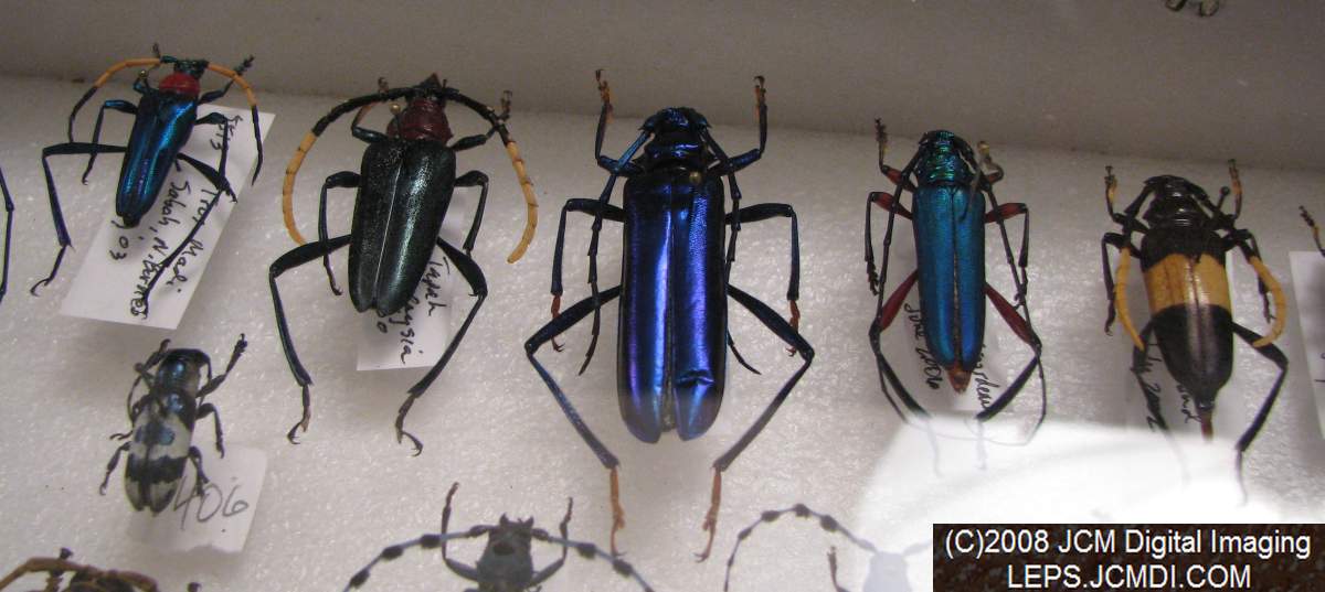 Los Angeles Natural History Museum insect fair 2008