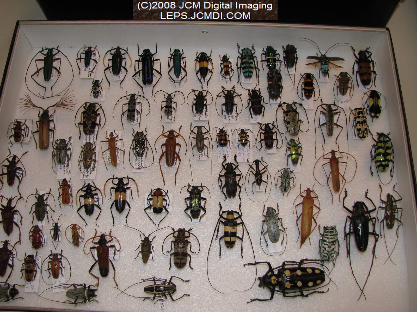 Los Angeles Natural History Museum insect fair 2008