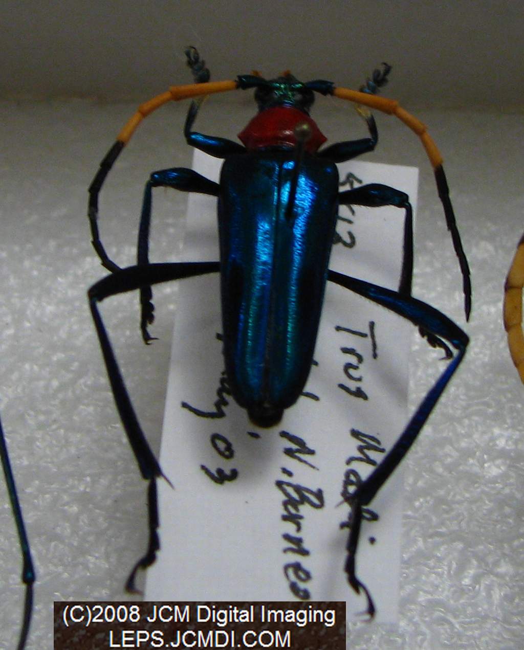 Los Angeles Natural History Museum insect fair 2008