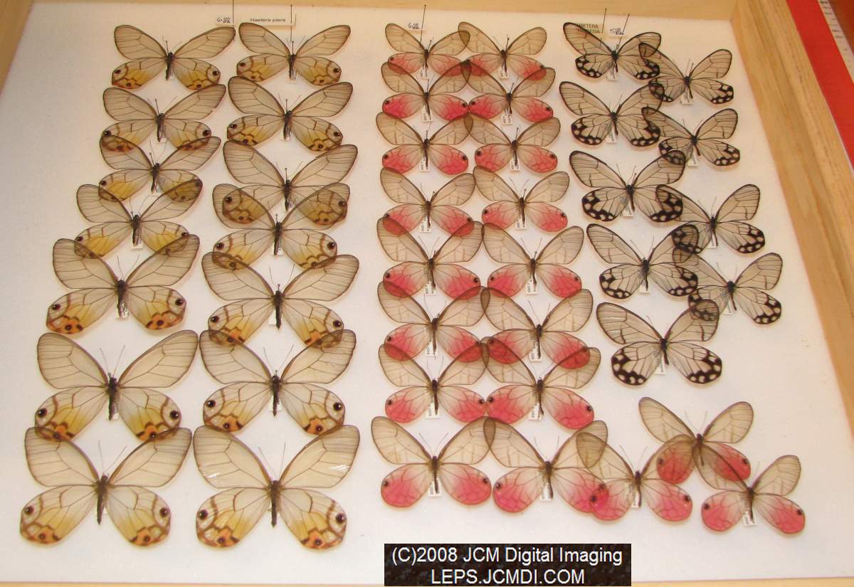 Los Angeles Natural History Museum insect fair 2008