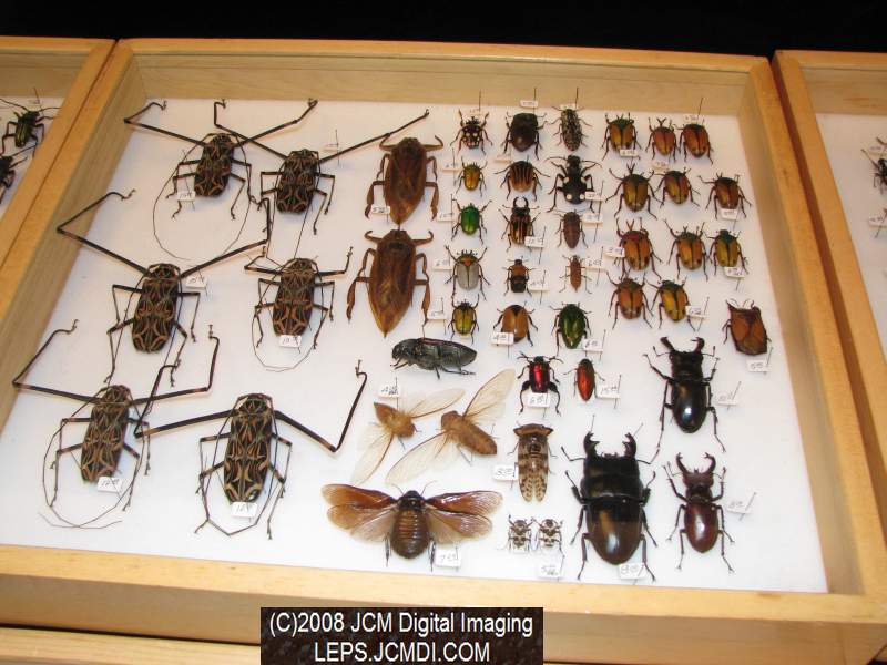 Los Angeles Natural History Museum insect fair 2008