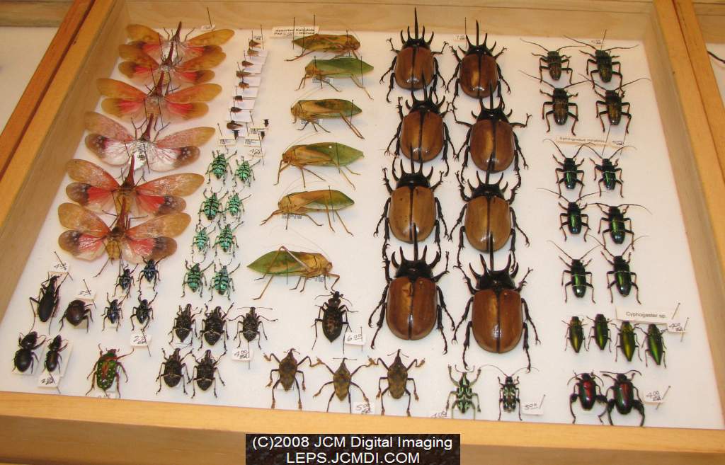 Los Angeles Natural History Museum insect fair 2008