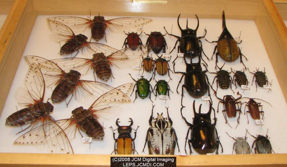 Los Angeles Natural History Museum insect fair 2008