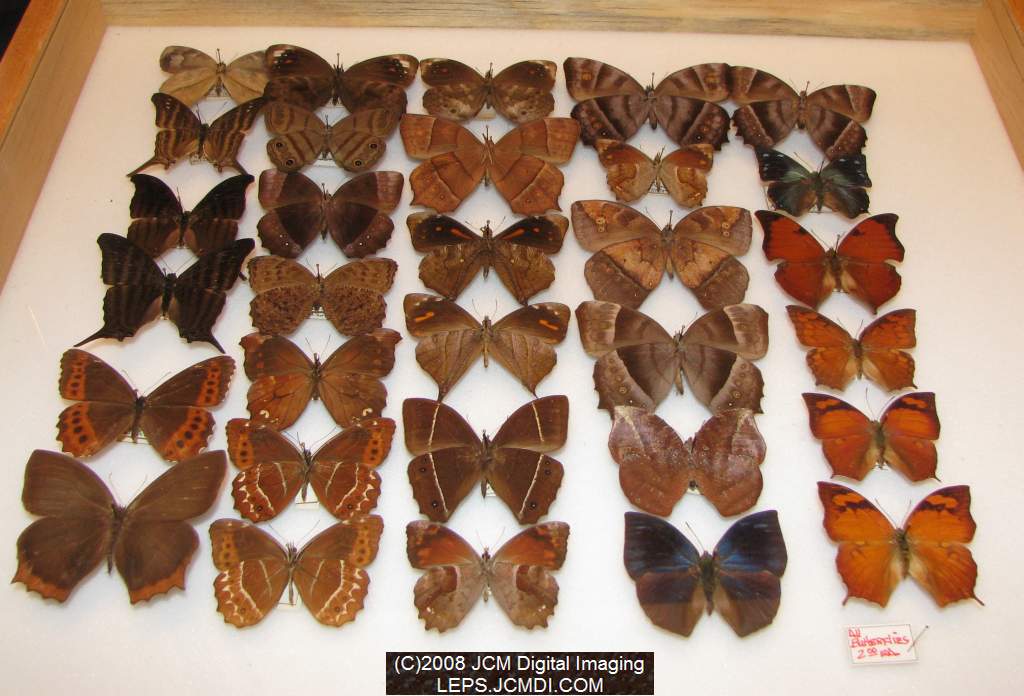 Los Angeles Natural History Museum insect fair 2008