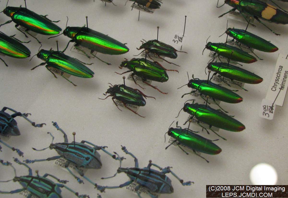 Los Angeles Natural History Museum insect fair 2008